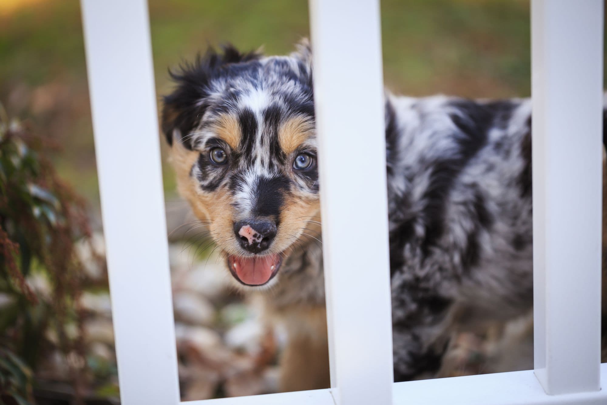 Australian Shepherds at Bramblewick Aussies