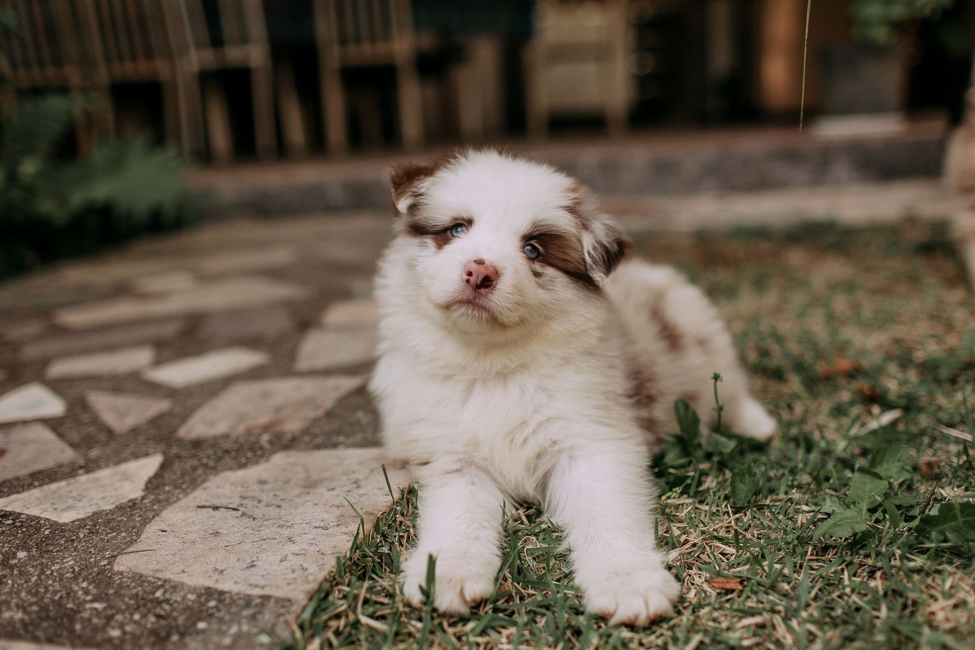 Australian Shepherds from Bramblewick Aussies