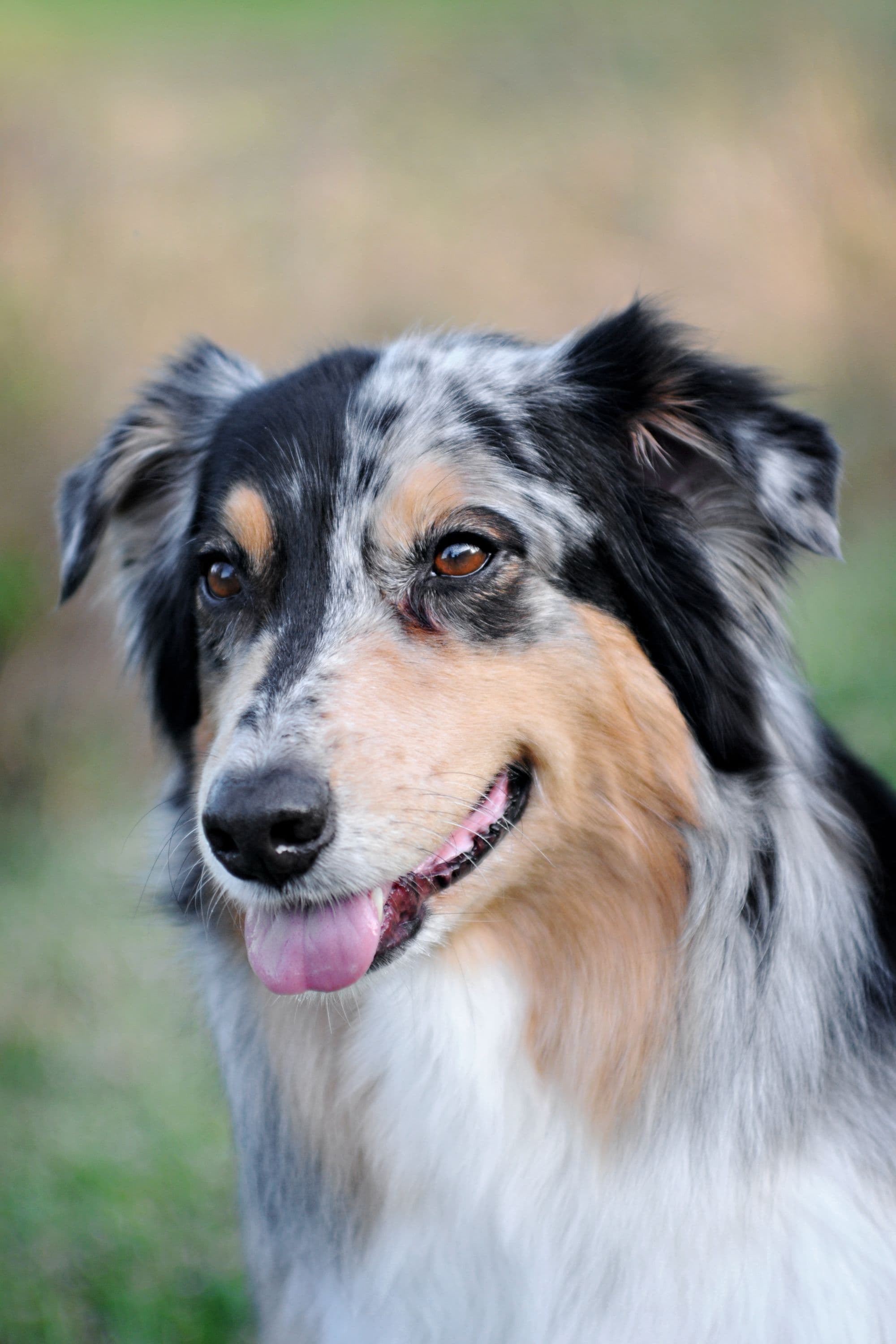 Briar, Black tri Australian Shepherd female