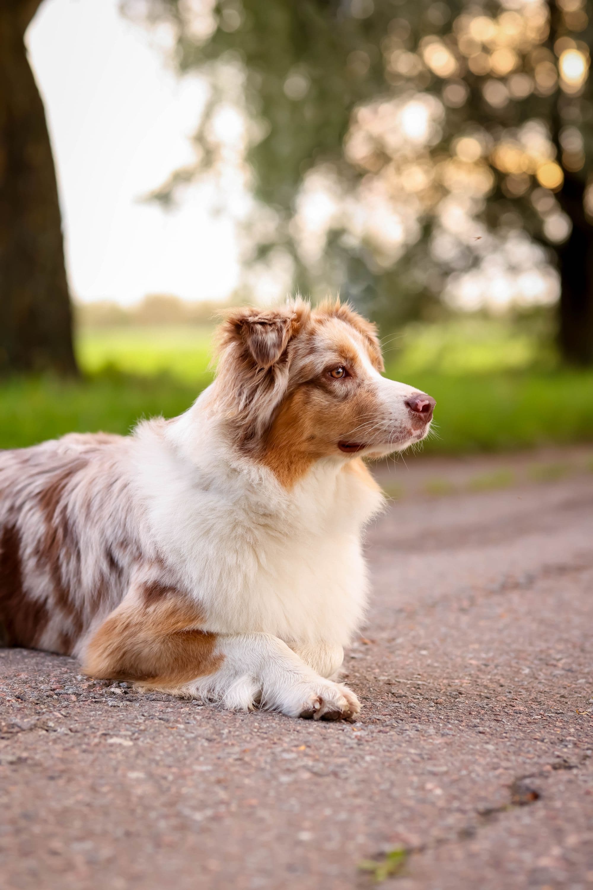 Fenn, Blue merle Australian Shepherd male