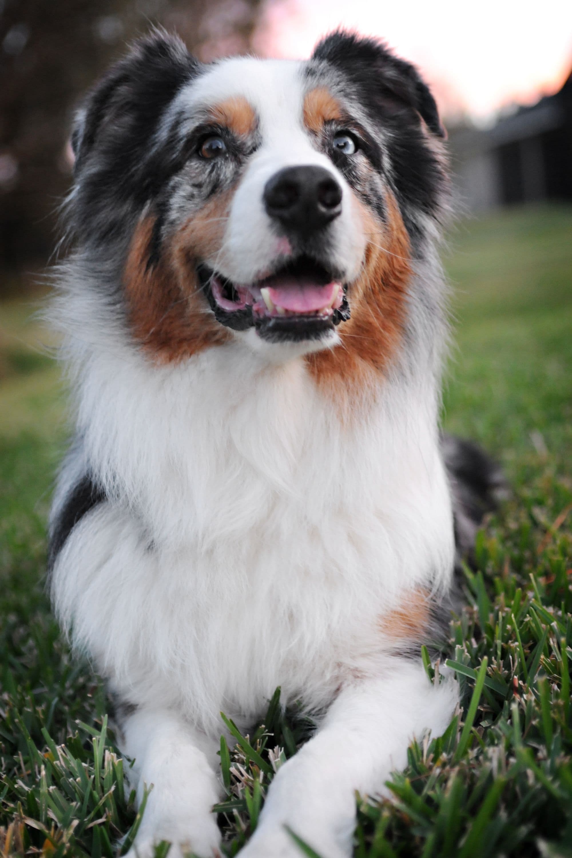 Poppy, Blue merle Australian Shepherd female