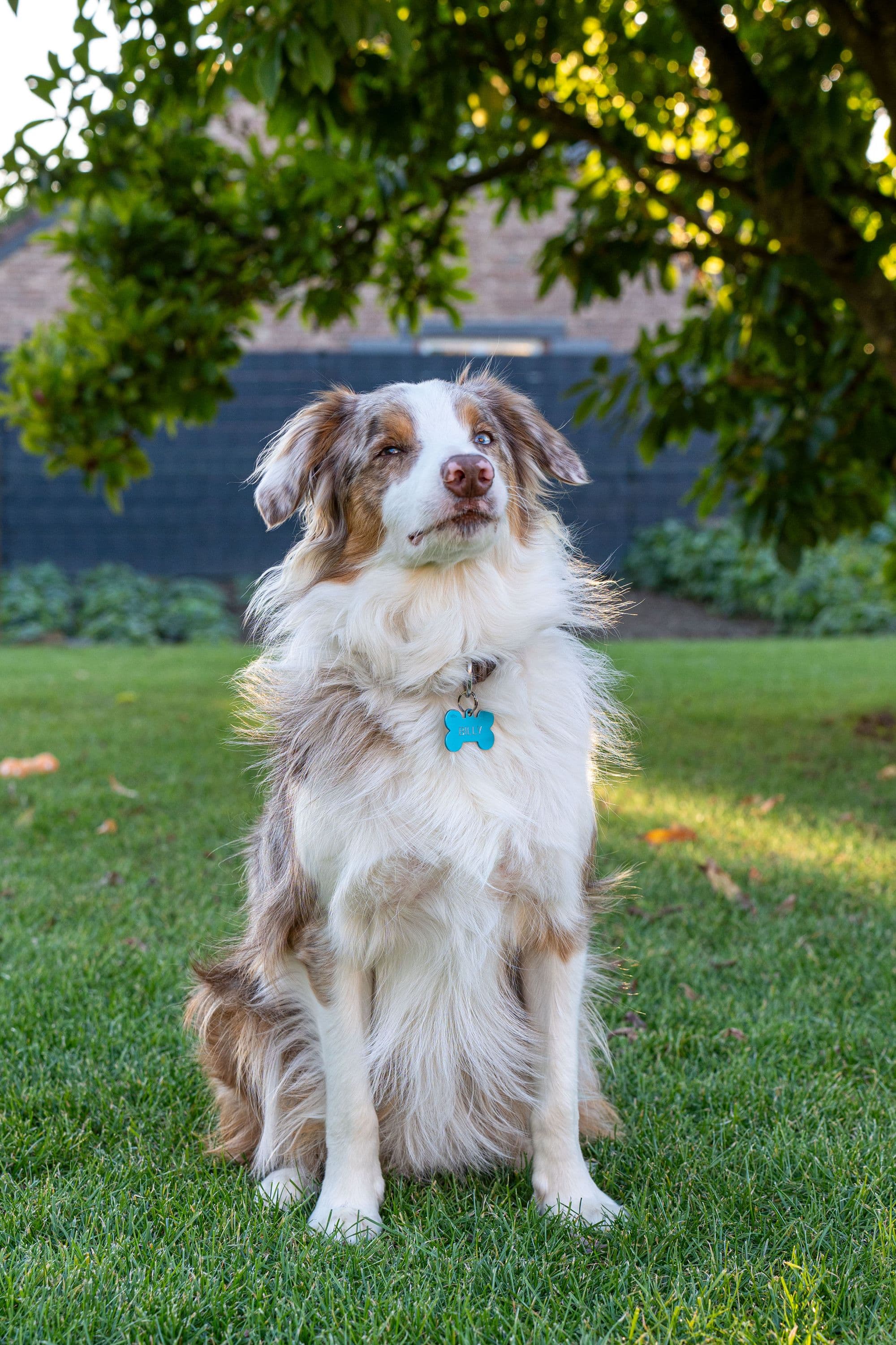 Scout, Red merle Australian Shepherd male