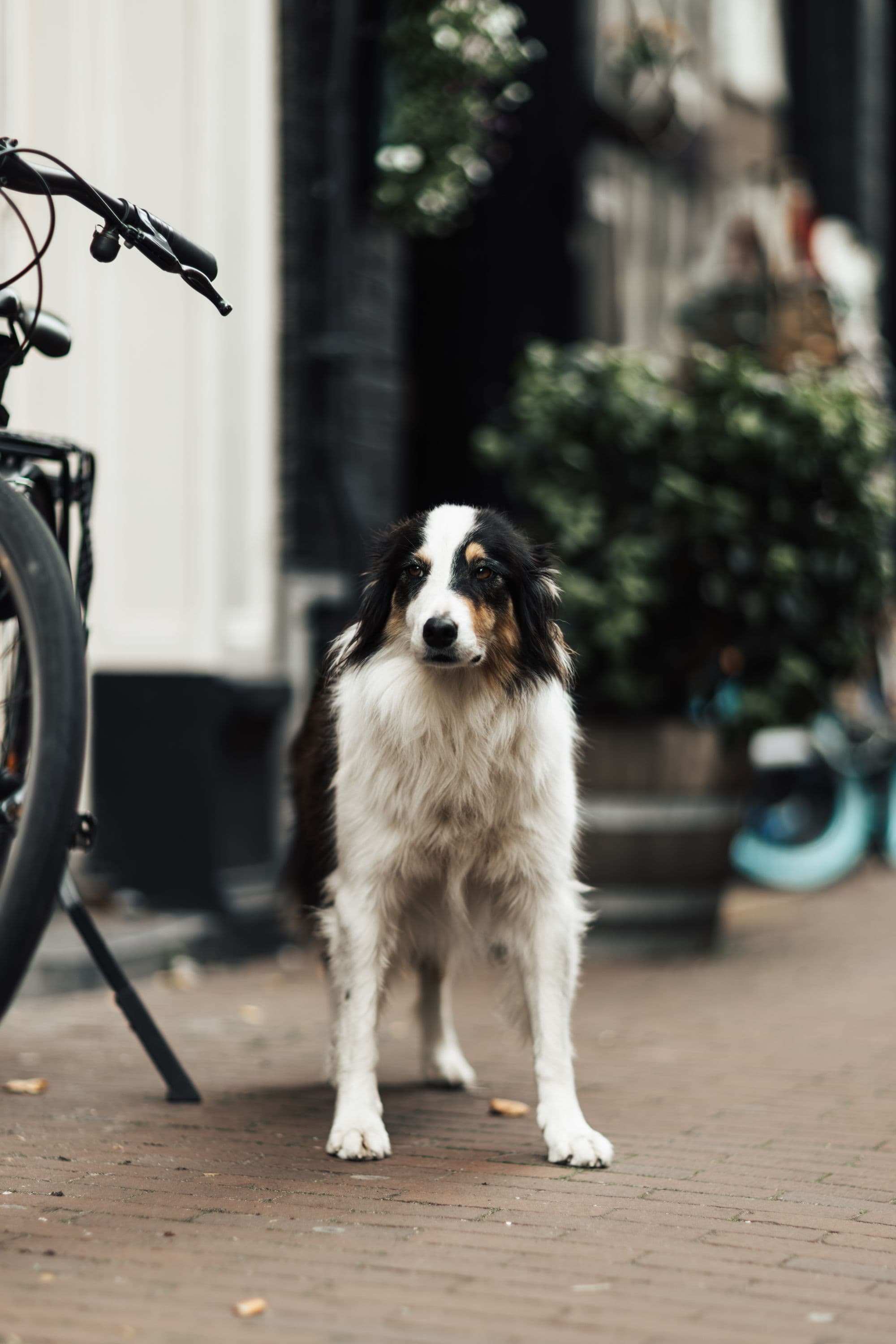 Tansy, Red tri Australian Shepherd female